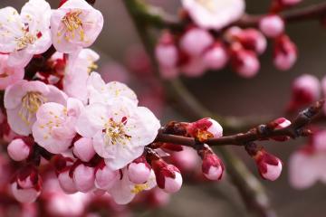 开云平台-埃及粉碎德国！伊萨克在年度焦点之战中接管比赛