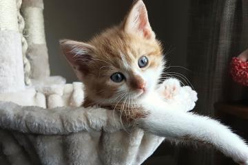 开云官网-乔治引领节奏风暴，活塞险胜鹈鹕展现团队进化