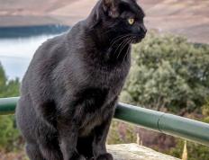 开云体育官方网站-霍姆格伦时代降临，雷霆新王总决赛接管比赛终结森林狼