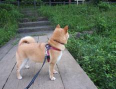 开云体育官网-美加墨世界杯之夜，拉什福德连续得分拉开差距，英格兰昂首晋级