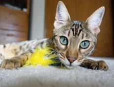 开云体育APP下载-猛龙逆转雷霆！拉梅洛末节12分导演大翻盘