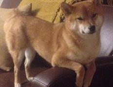 开云官网-亚洲武士与日耳曼战车，当韩国镰刀在红牛竞技场挥起时