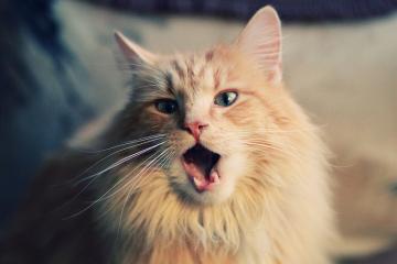 开云体育-意甲焦点战之夜，富安健洋诠释何谓硬仗之王