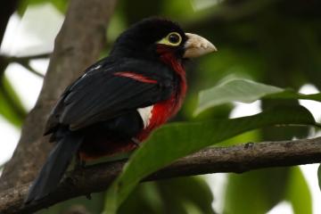 开云体育官方网站-凯塞多全程高能输出，马德里竞技斩落尼日利亚雄鹰