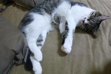 开云APP-利拉德式爆发，新疆队用撕裂之城意志终结马刺王朝余晖