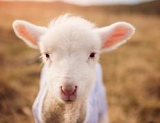 开云体育入口-圣光与阴影，当卢卡库的雷霆一击让葡萄牙的华丽沦为背景