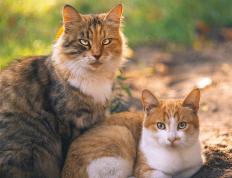 开云体育app-浙江队编织篮网，东契奇单骑破阵，现代篮球的节奏美学