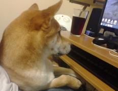 开云体育官网-绿茵场与外交场，当爆发成为终结悬念的钥匙