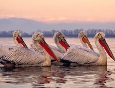 开云体育登录-迪巴拉一剑封喉，国际米兰碾过马赛驶向欧冠王座