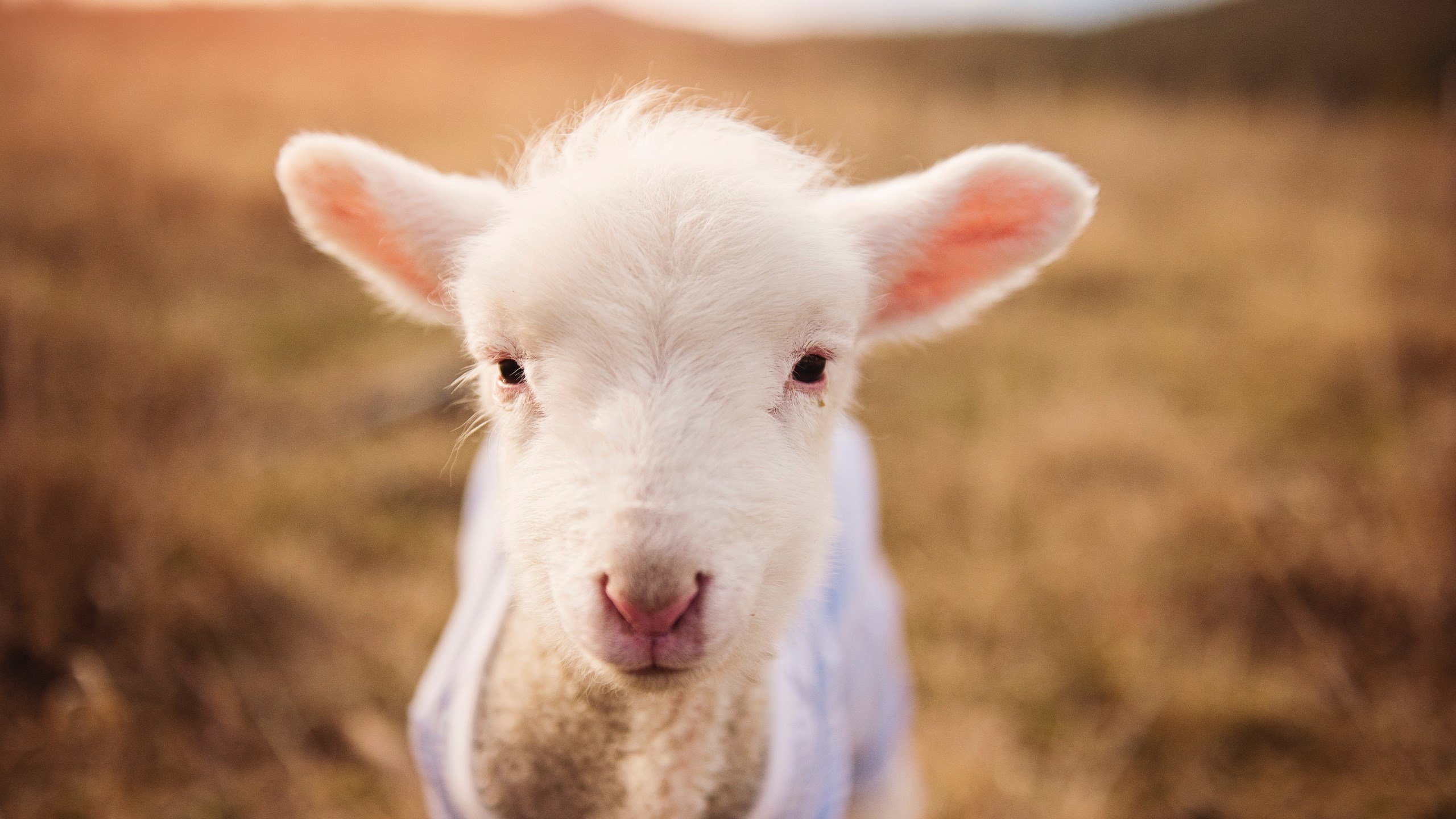 开云体育入口-圣光与阴影,当卢卡库的雷霆一击让葡萄牙的华丽沦为背景