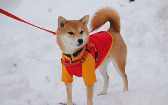 开云体育官方网站-跨越领域的辉煌，皇家社会绝处逢生，罗德里戈季后赛一战封神