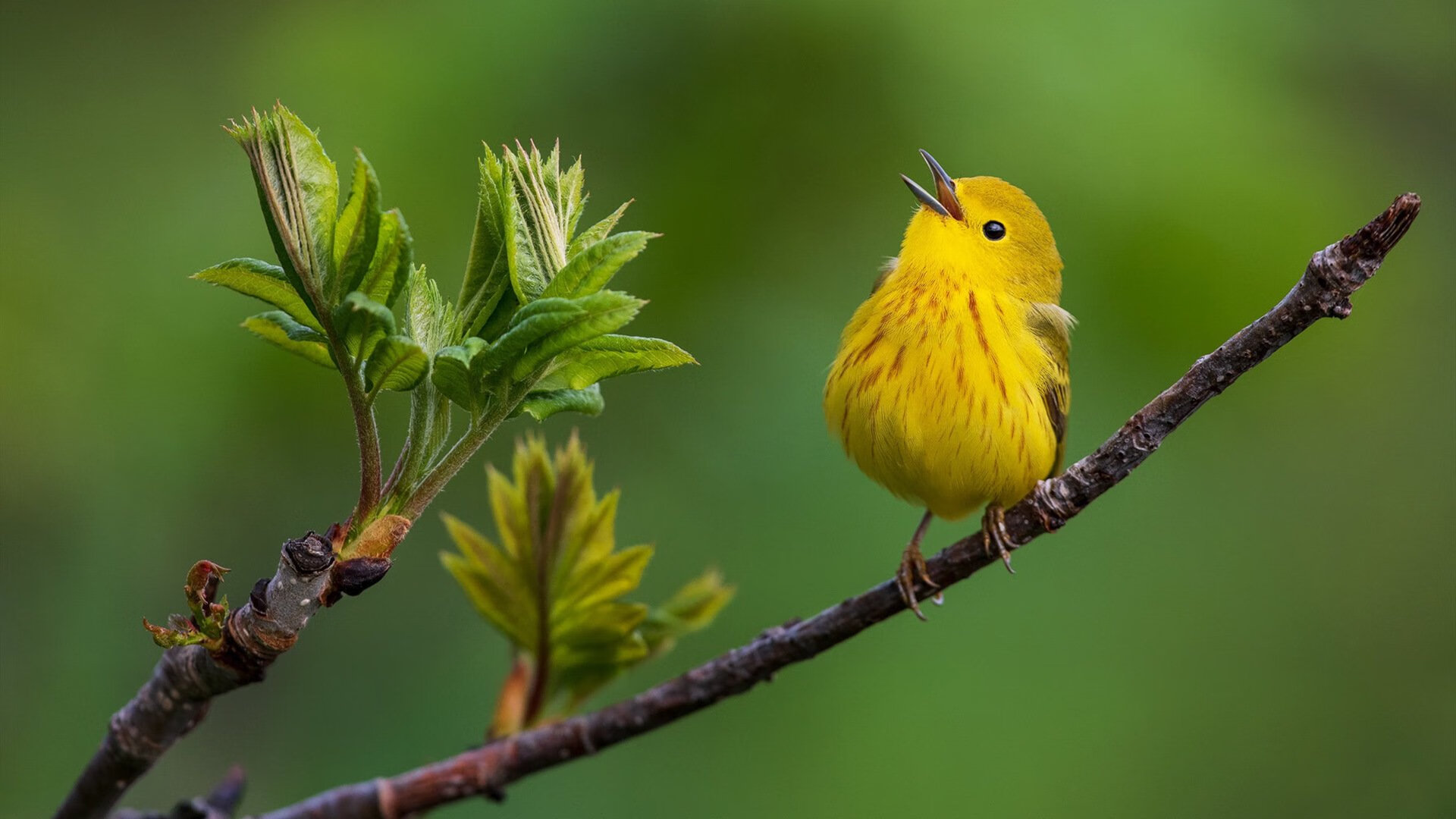 开云体育app-上海队争冠战力克辽宁队，马克西里程碑之夜铸就辉煌