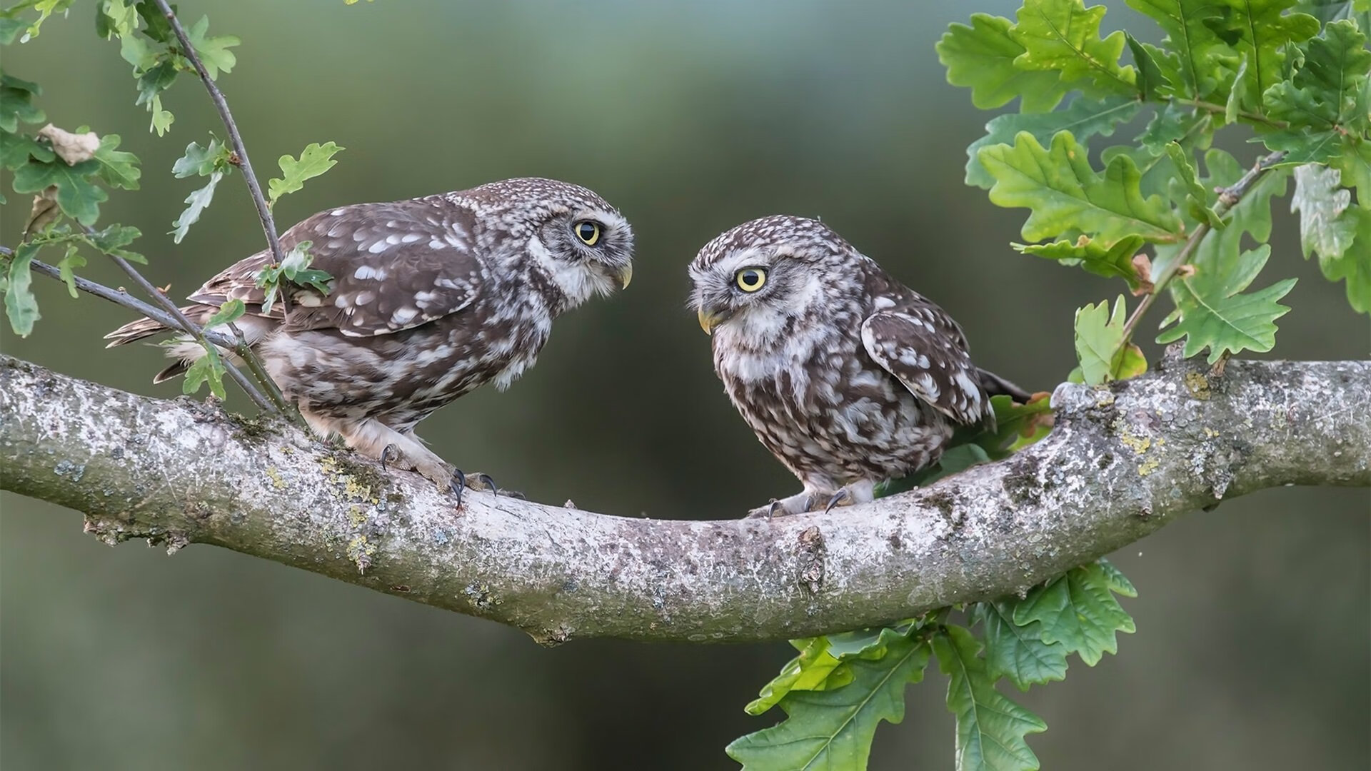 开云体育官方网站-叹息之墙，欧冠淘汰赛之夜，门迪让对手完全无解的魔力