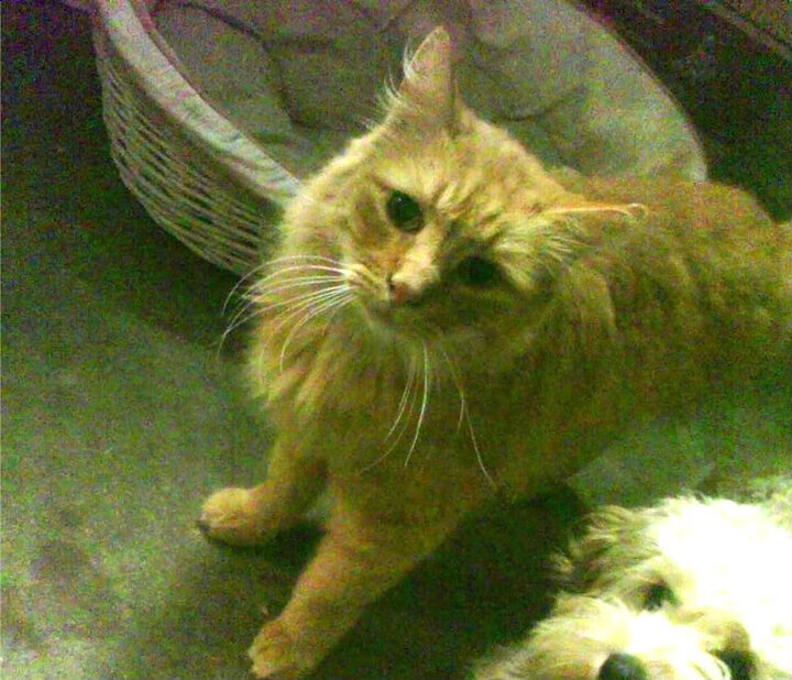 开云体育-双城记，当伯纳乌的草皮震颤，斯台普斯的地板在燃烧