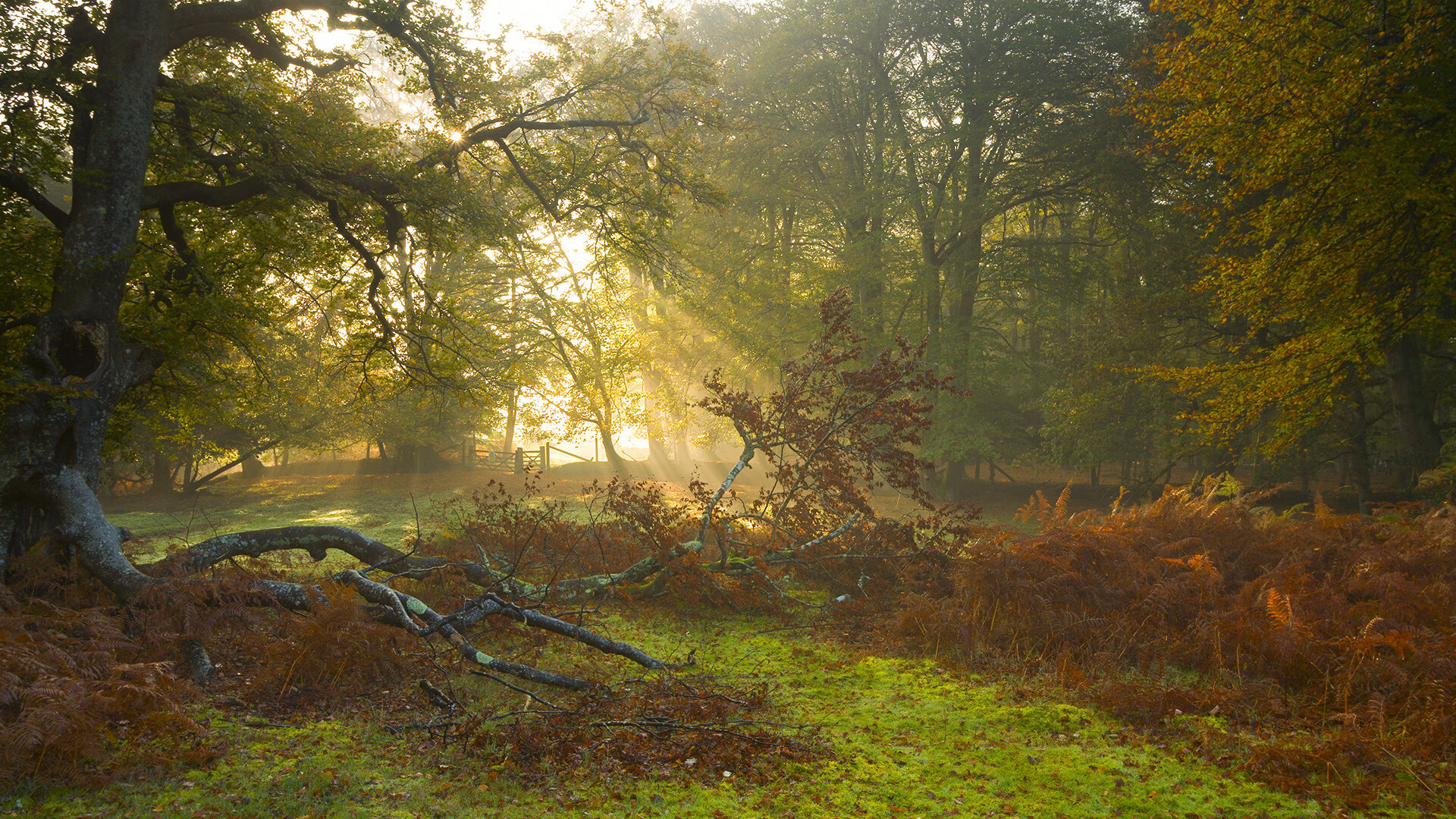 开云体育在线-破晓2026，当佩德里为传奇重新计时