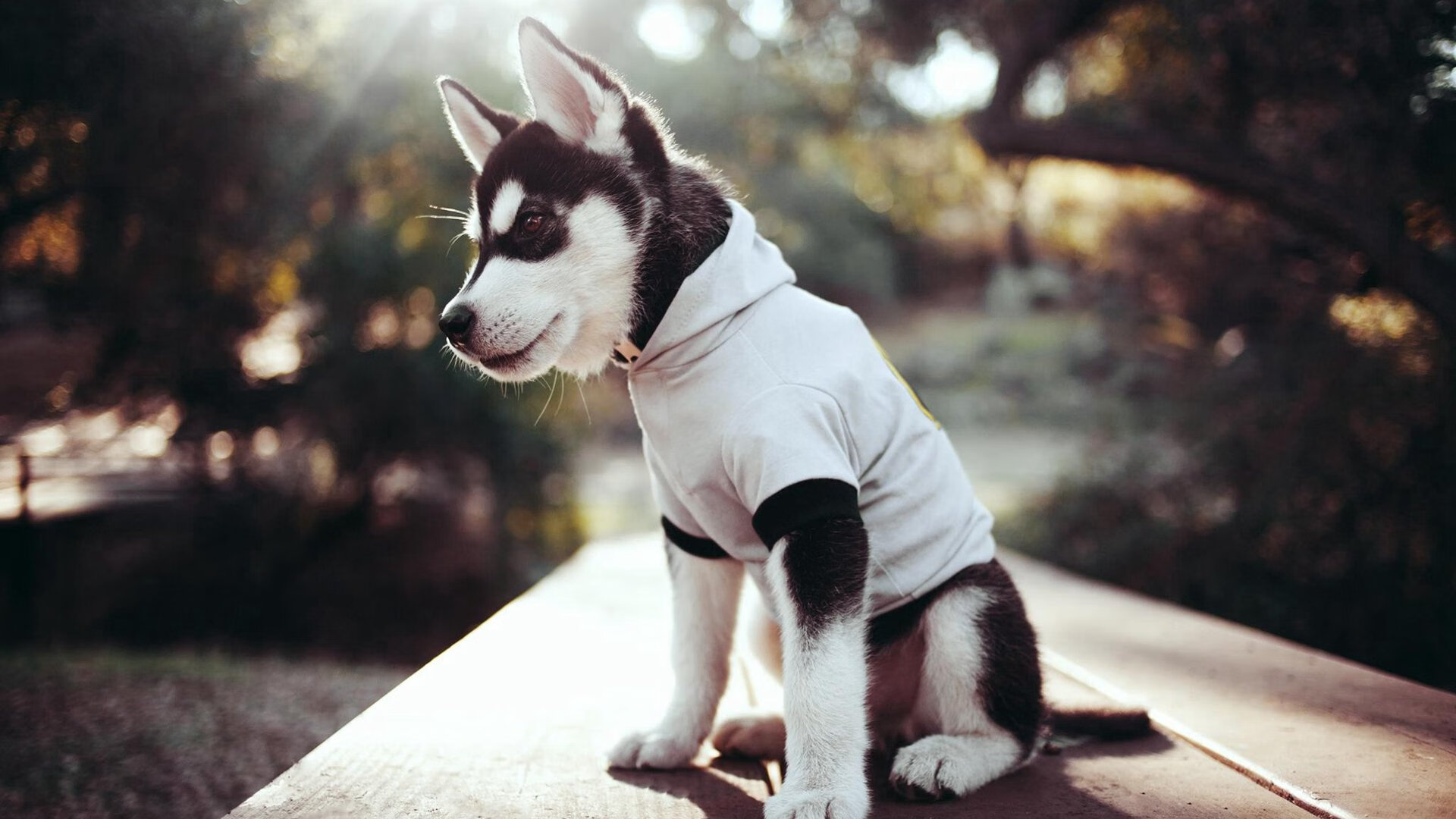 开云体育登录-浴火重生，克莱14秒致命三分，76人强势晋级背后的关键先生哲学