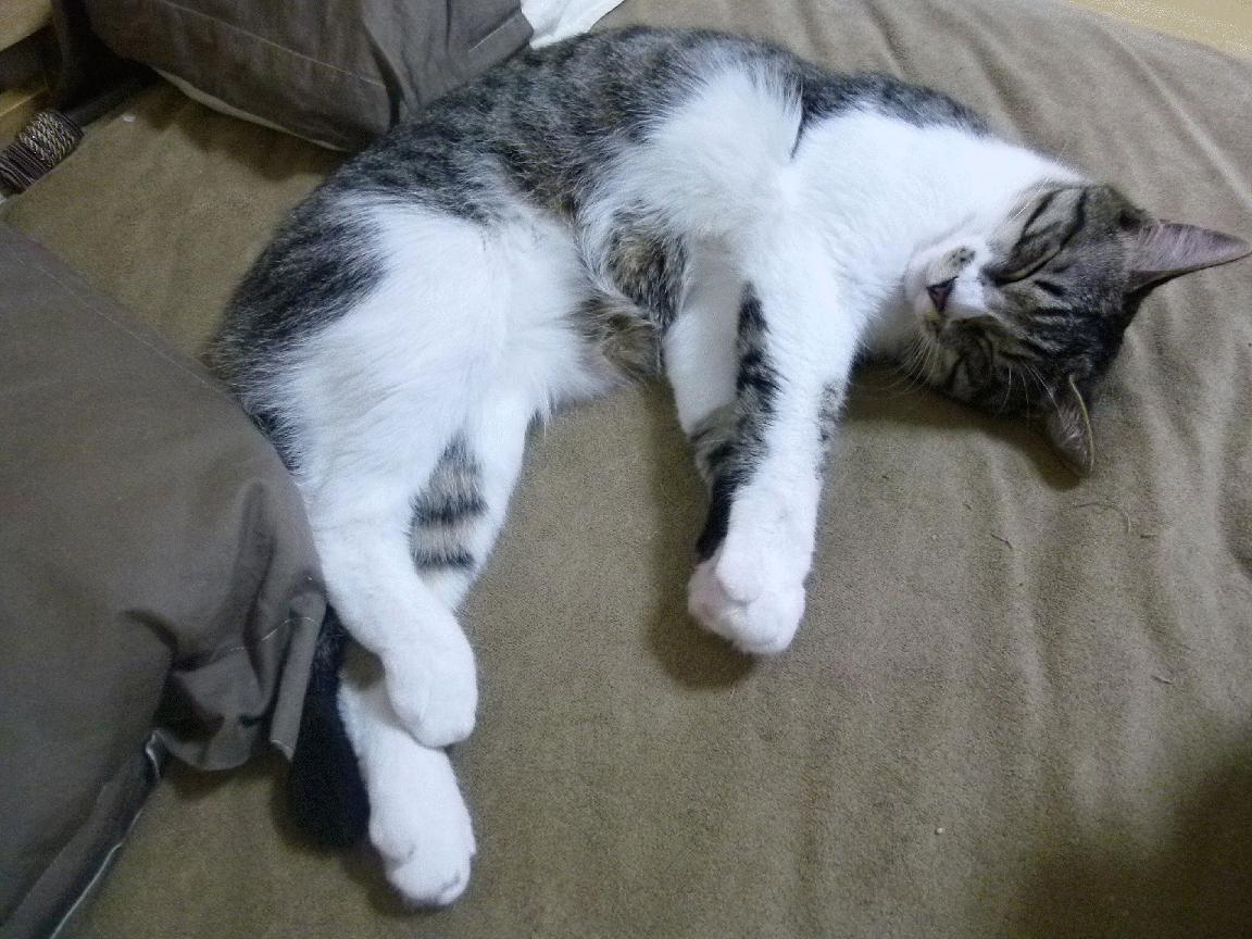 开云体育APP下载-约基奇爆炸数据难掩黄蜂逆袭光芒，当团队协作的浪潮淹没孤胆英雄的丰碑