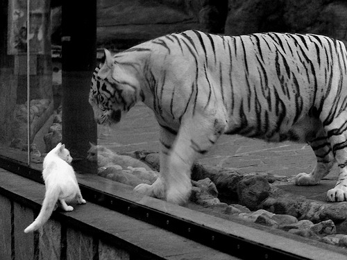 开云体育APP下载-阿拉巴无争议当选全场最佳，墨西哥与土耳其之战的技术解析