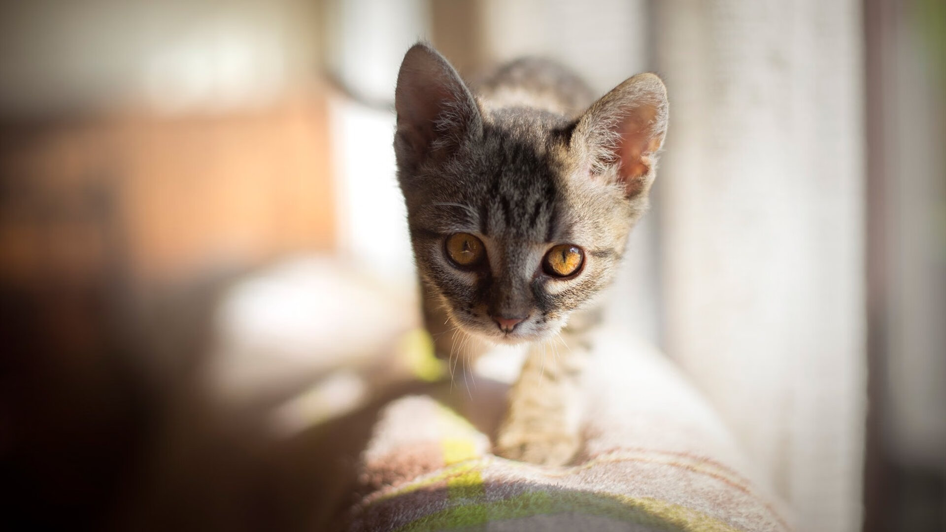 开云体育平台APP-凯尔特人狂胜老鹰，哈登，绿衫军交响乐中那个不容忽视的休止符