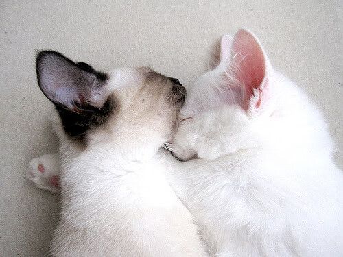 开云APP-草根掀翻王朝,东决关键战步行者搅动南海岸风云