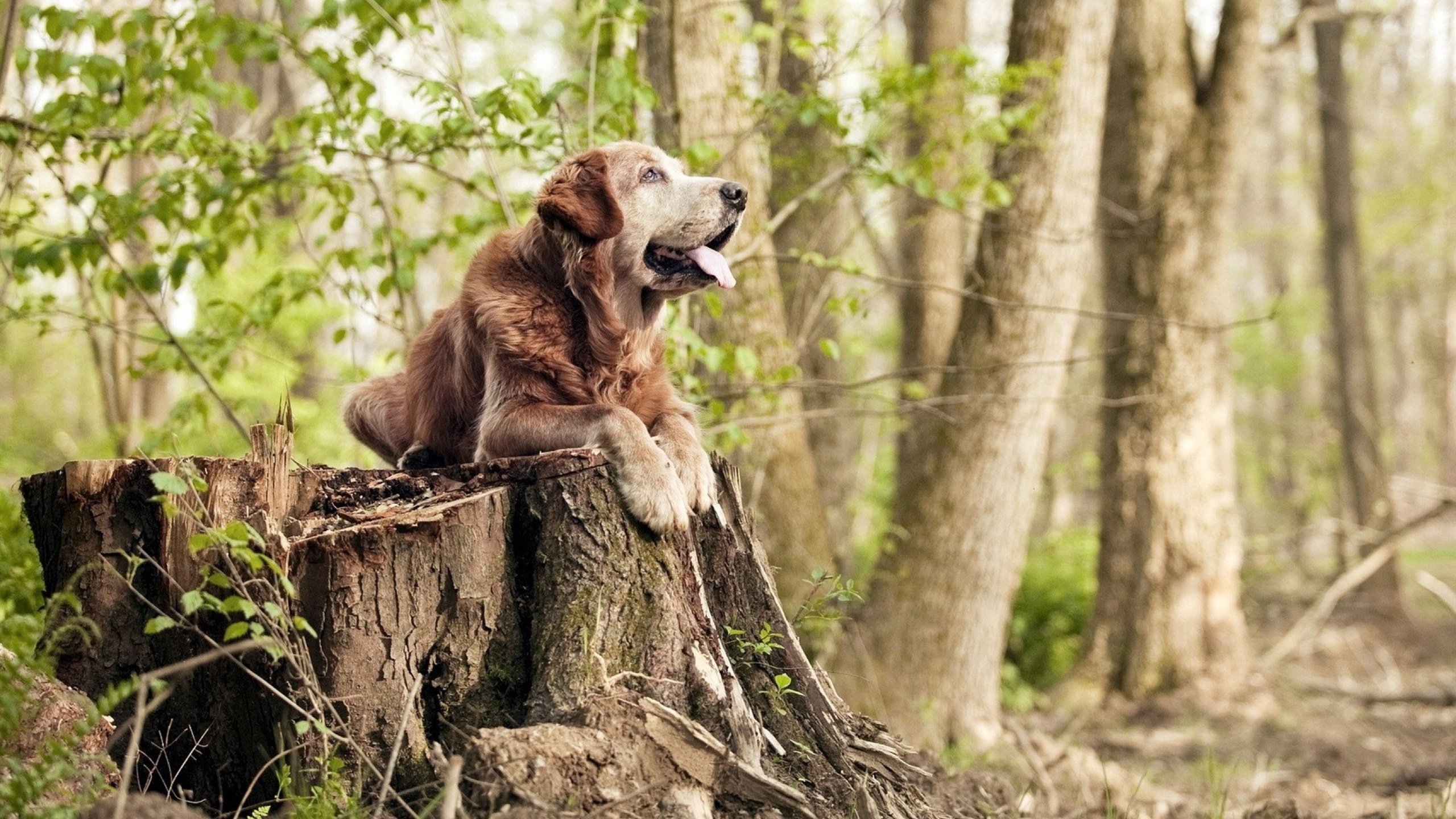 开云体育登录-本泽马替补绝杀！瑞典球队惊险逆转毕尔巴鄂
