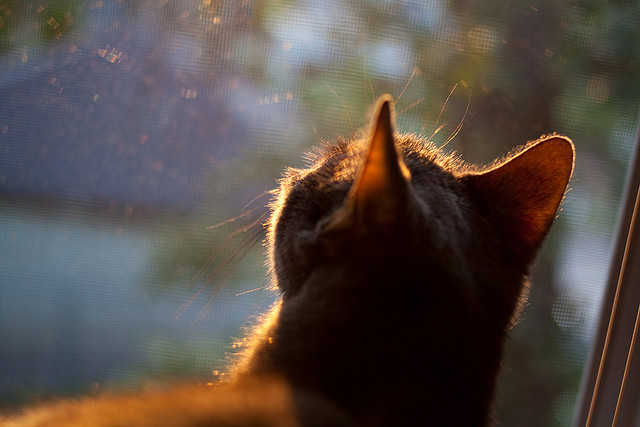 开云体育app-美加墨世界杯之夜,迪马利亚的自我救赎