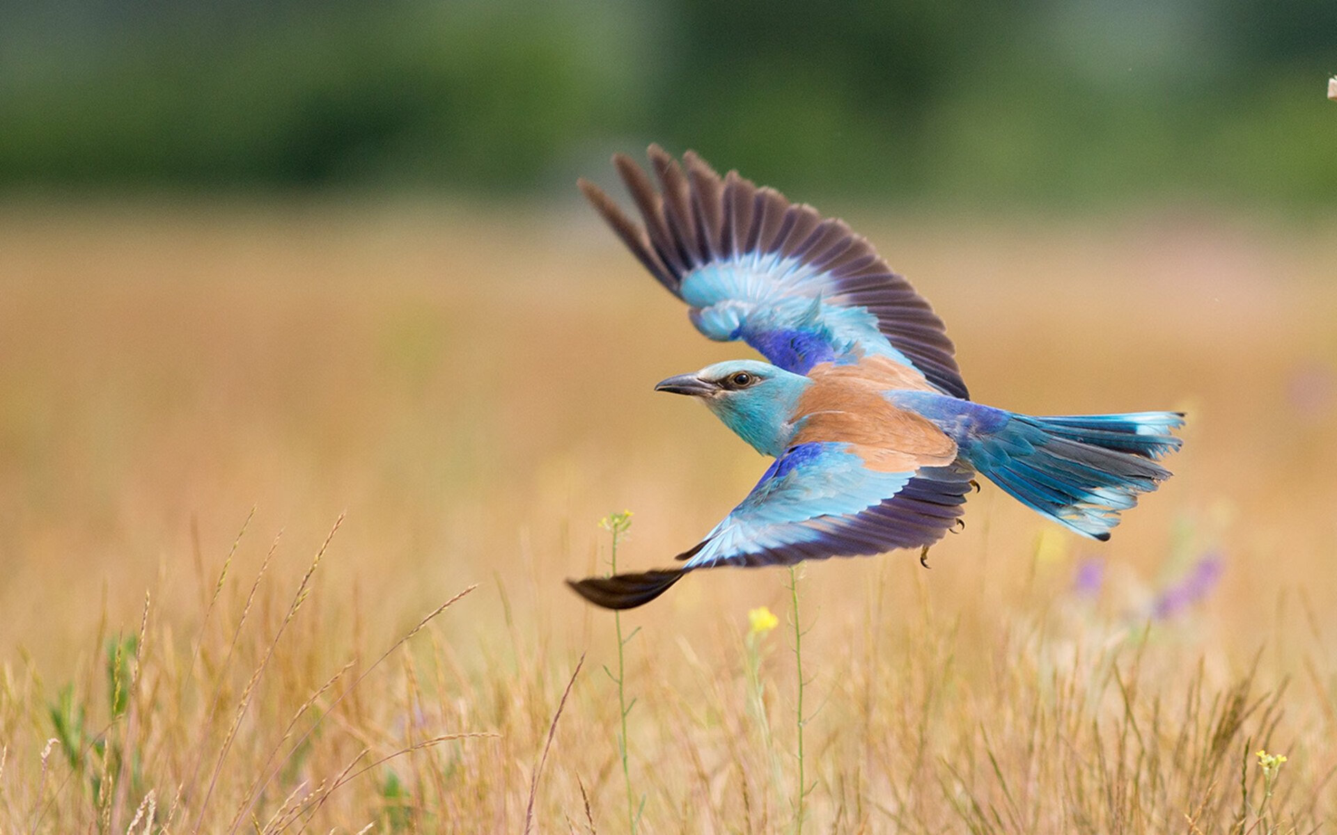 开云体育登录-西亚卡姆狂砍生涯新高，鹈鹕强行终结76人六连胜