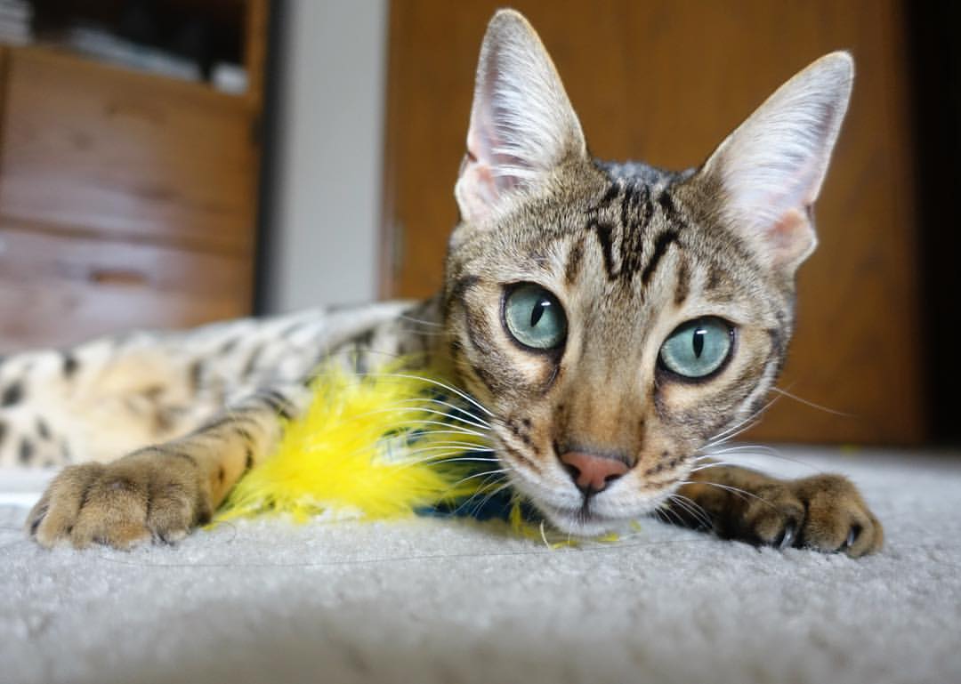 开云体育APP下载-猛龙逆转雷霆!拉梅洛末节12分导演大翻盘