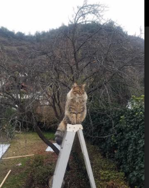 开云体育下载-中场永动机与战术革命的交响,巴尔韦德的稳定如何映照奥地利的终结