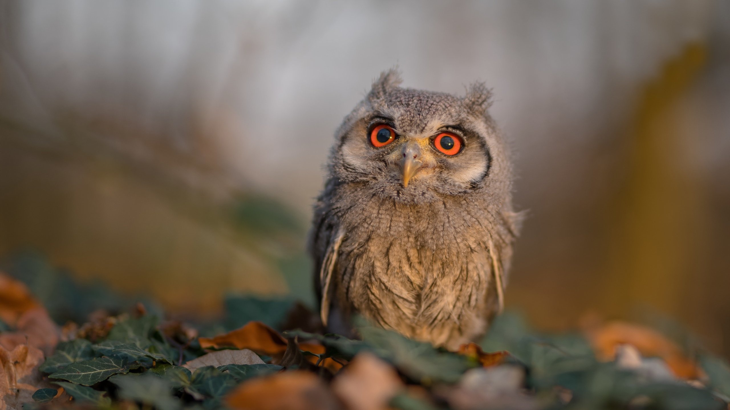 开云体育入口-塞内加尔旋风席卷维洛德罗姆，斯通斯铁闸镇锁半壁江山