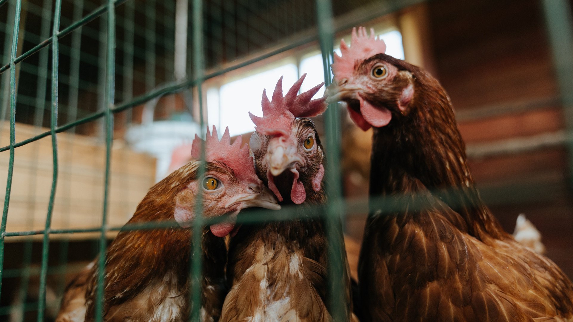 开云APP-伊拉克队强势粉碎哥斯达黎加，阿拉巴成关键先生助队取得历史性胜利