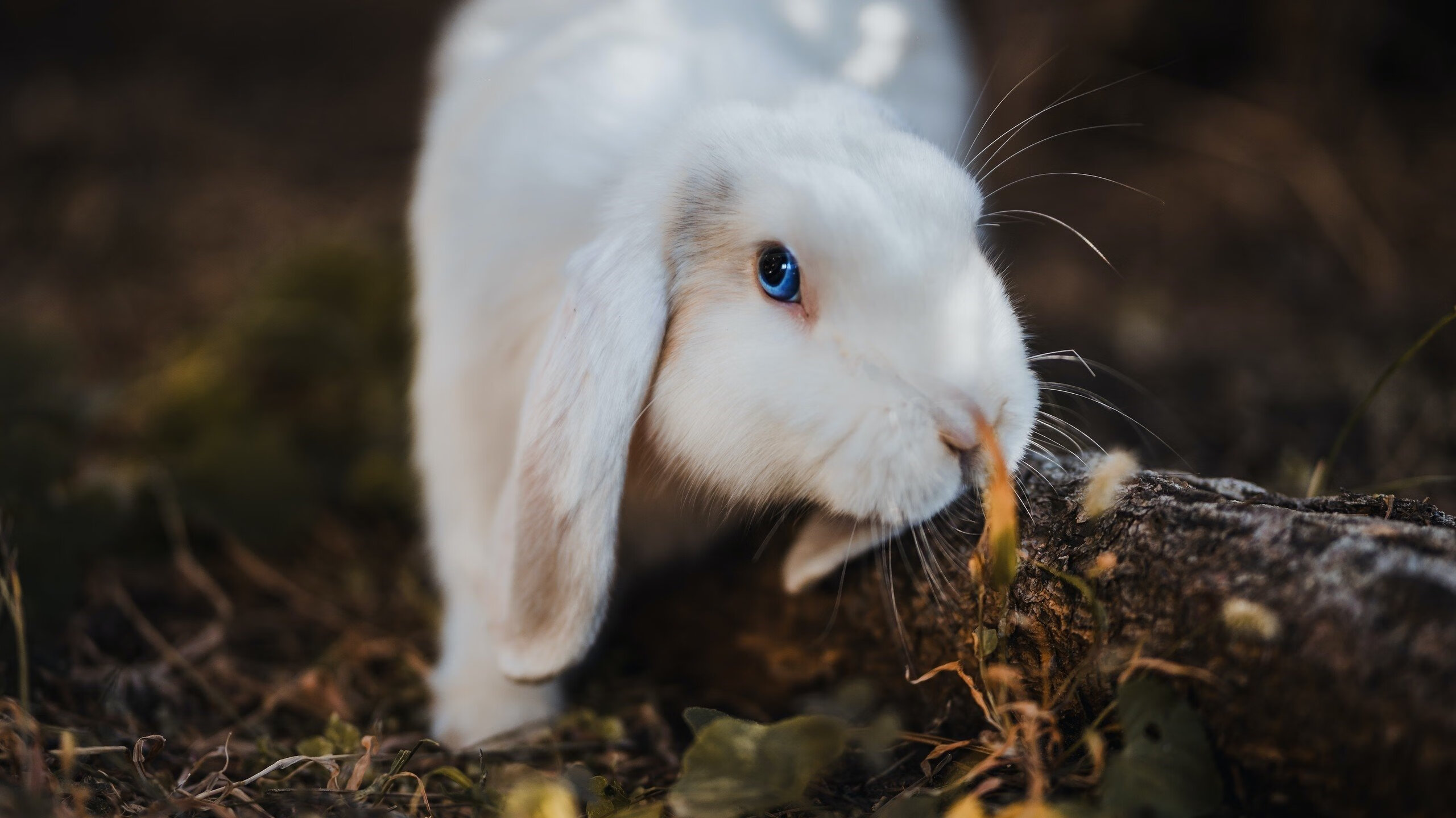 开云体育APP下载-足球灵魂降临总决赛，梅西接管篮球世界