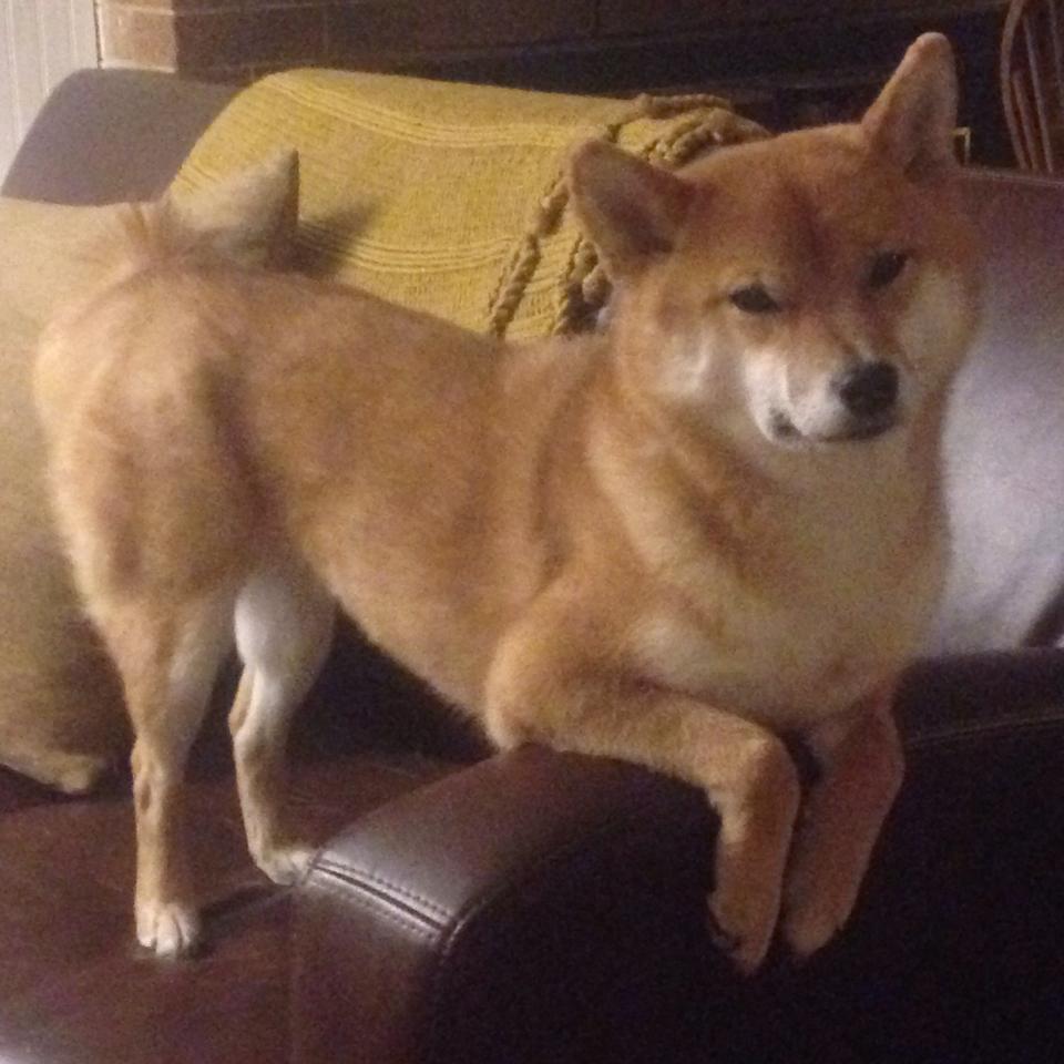 开云体育登录-沙特之夜,F1年度争冠焦点战中,沙特力量强行终结南非黑马传奇