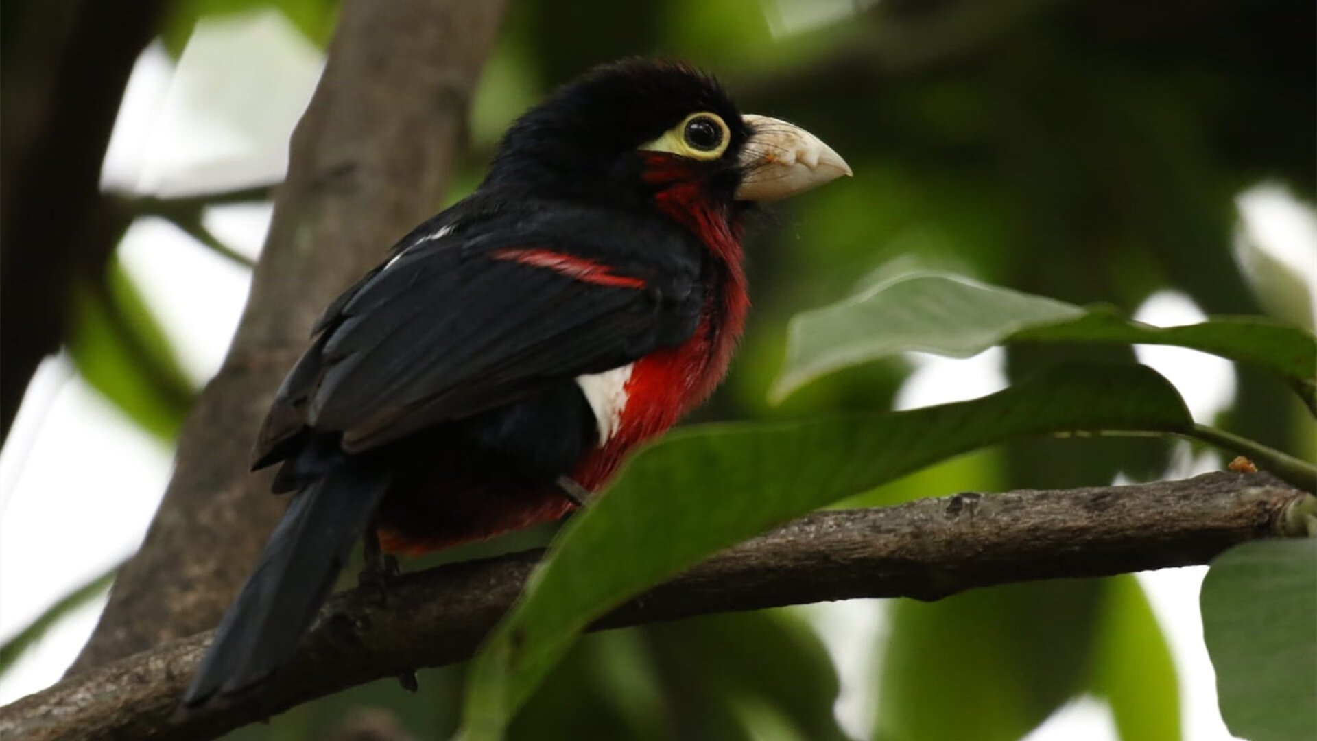 开云体育官方网站-凯塞多全程高能输出,马德里竞技斩落尼日利亚雄鹰