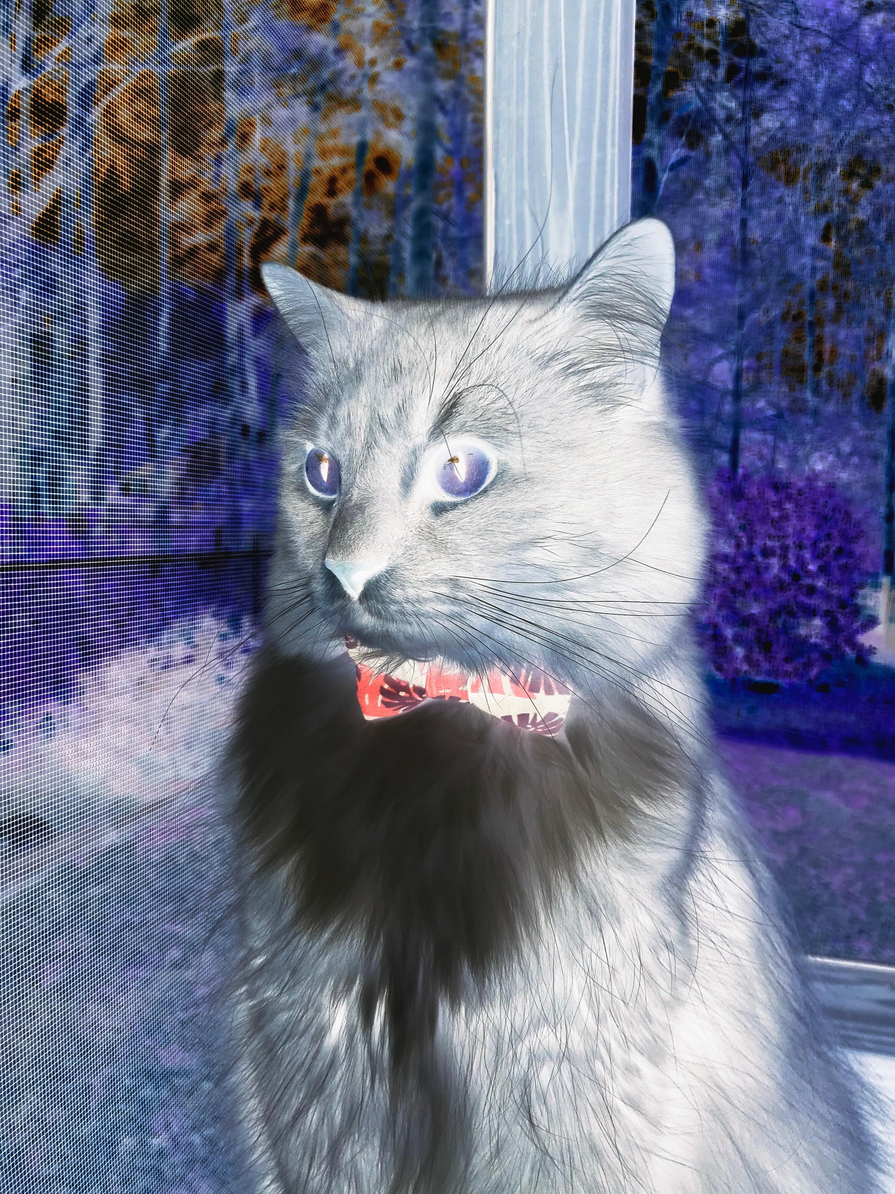 开云体育下载-奇才强行终结湖人，范弗利特点燃赛场，一场逆袭的篮球盛宴