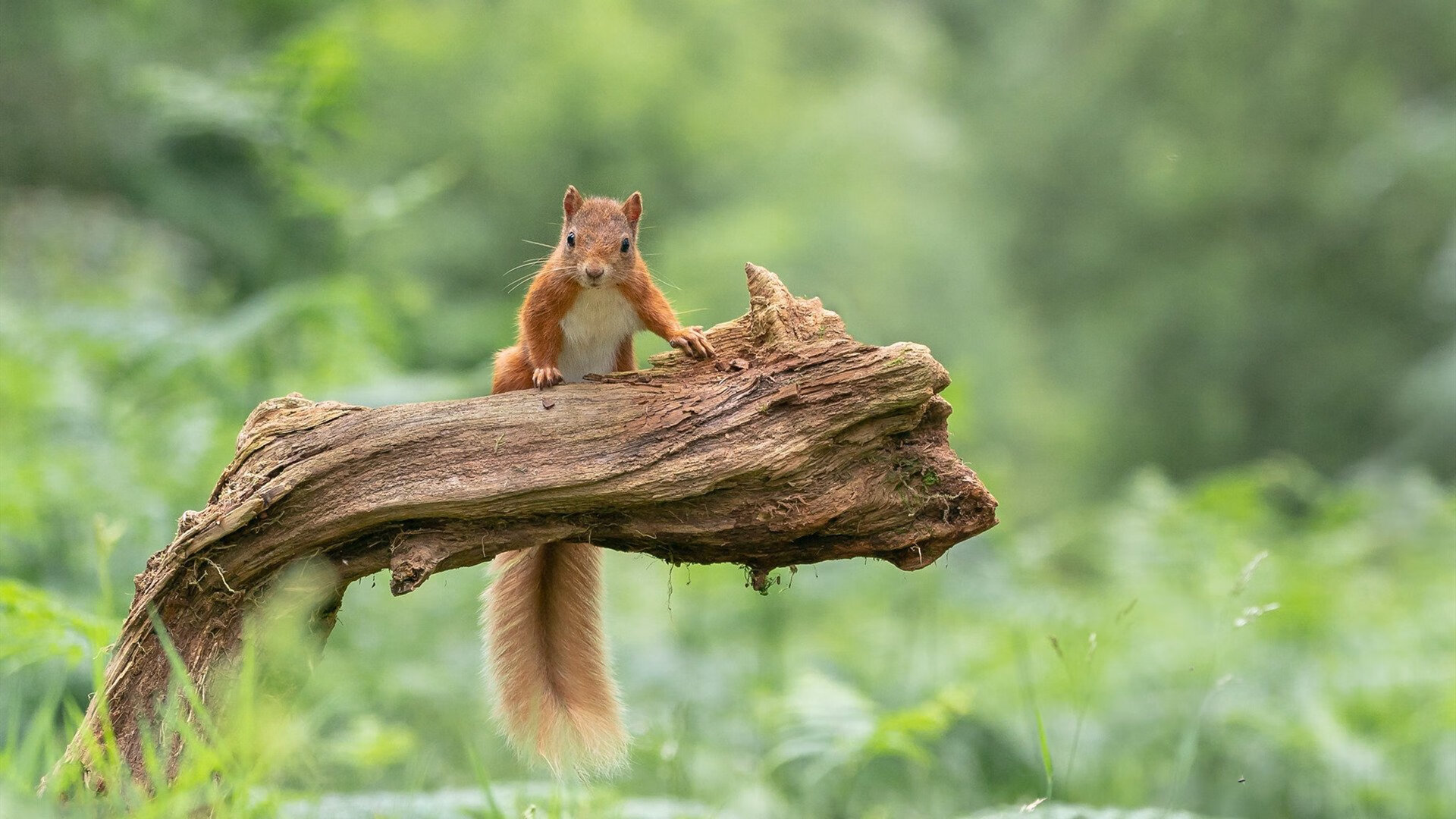 开云体育登录-黄蜂之刺终难挡东北虎之跃，乔治一肩扛起吉林节奏革命