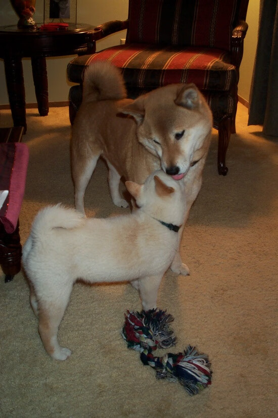 开云官网-平行宇宙的共振，当F1轮胎在阿布扎比尖叫时，东契奇的数据流正撕裂达拉斯的夜空