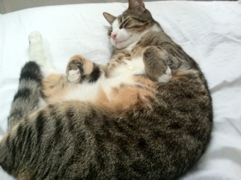 开云体育登录-铁血绞杀，尼克斯连续得分高潮扼杀森林狼青春风暴